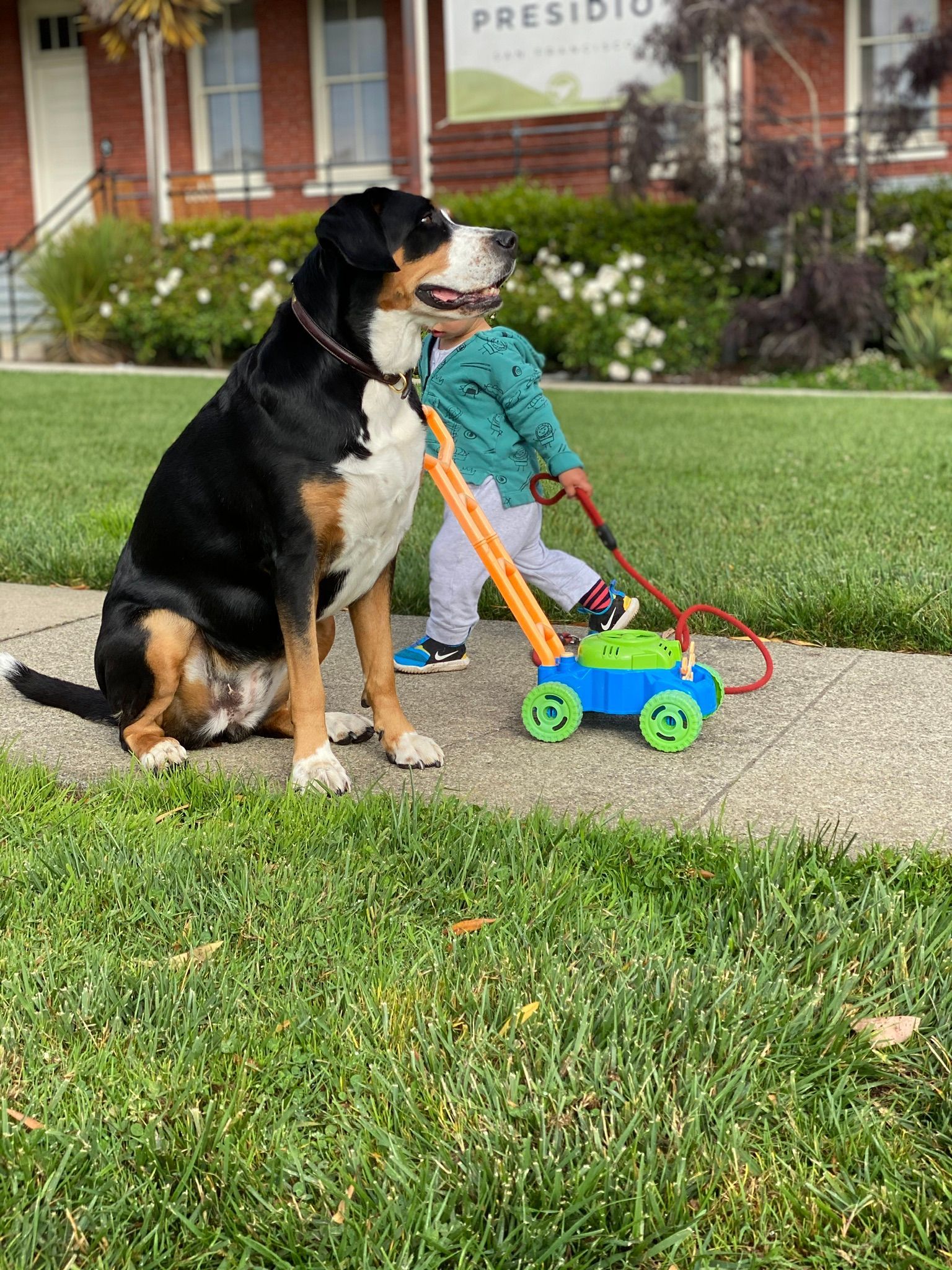 A large dog sits on a sidewalk next to a small child pushing a bright green and blue toy lawn mower.