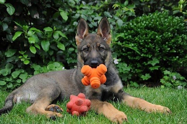 A German Shepherd puppy lies in the grass, holding an orange toy in its mouth with a red toy nearby.