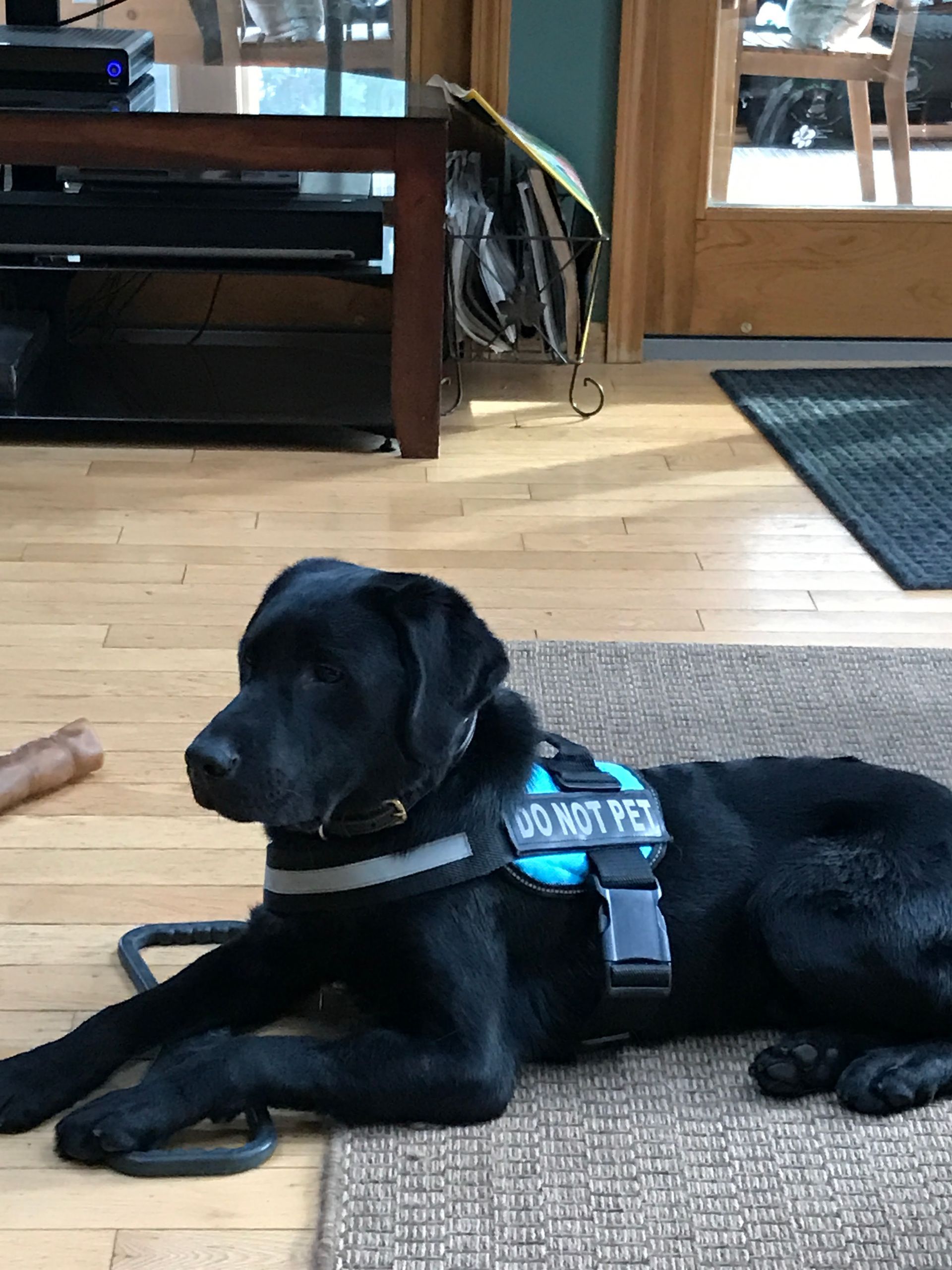 A black Labrador wearing a bright blue 