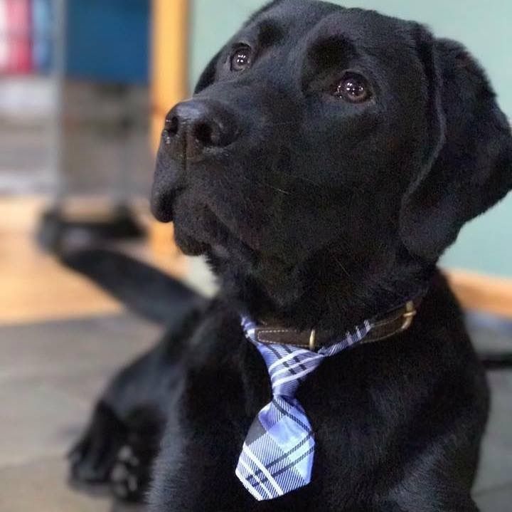 A black Labrador retriever puppy wearing a blue and white plaid necktie, looking upward.