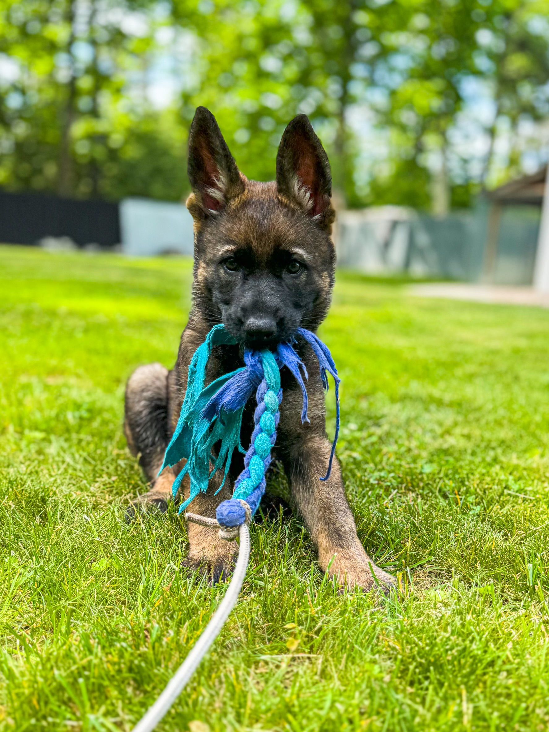 A brindle German Shepherd puppy sitting in the grass, holding a blue braided rope toy in its mouth.