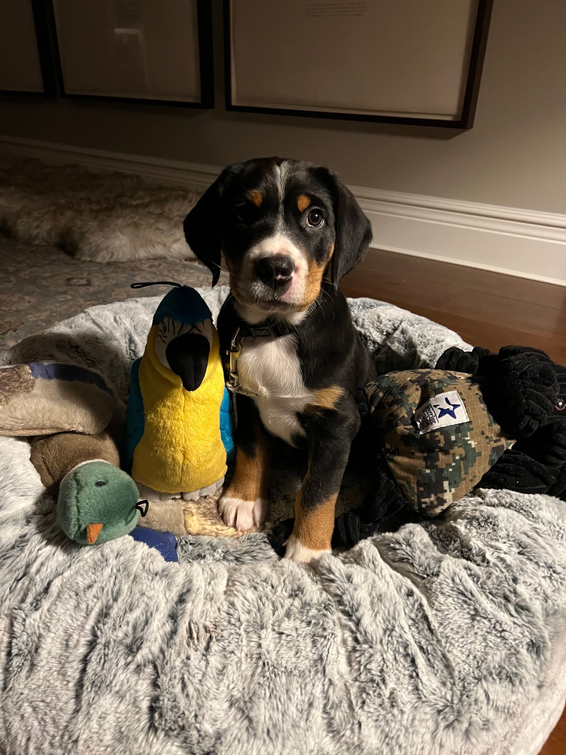 A Greater Swiss Mountain Dog puppy sits in a plush grey bed surrounded by several stuffed animal toys.