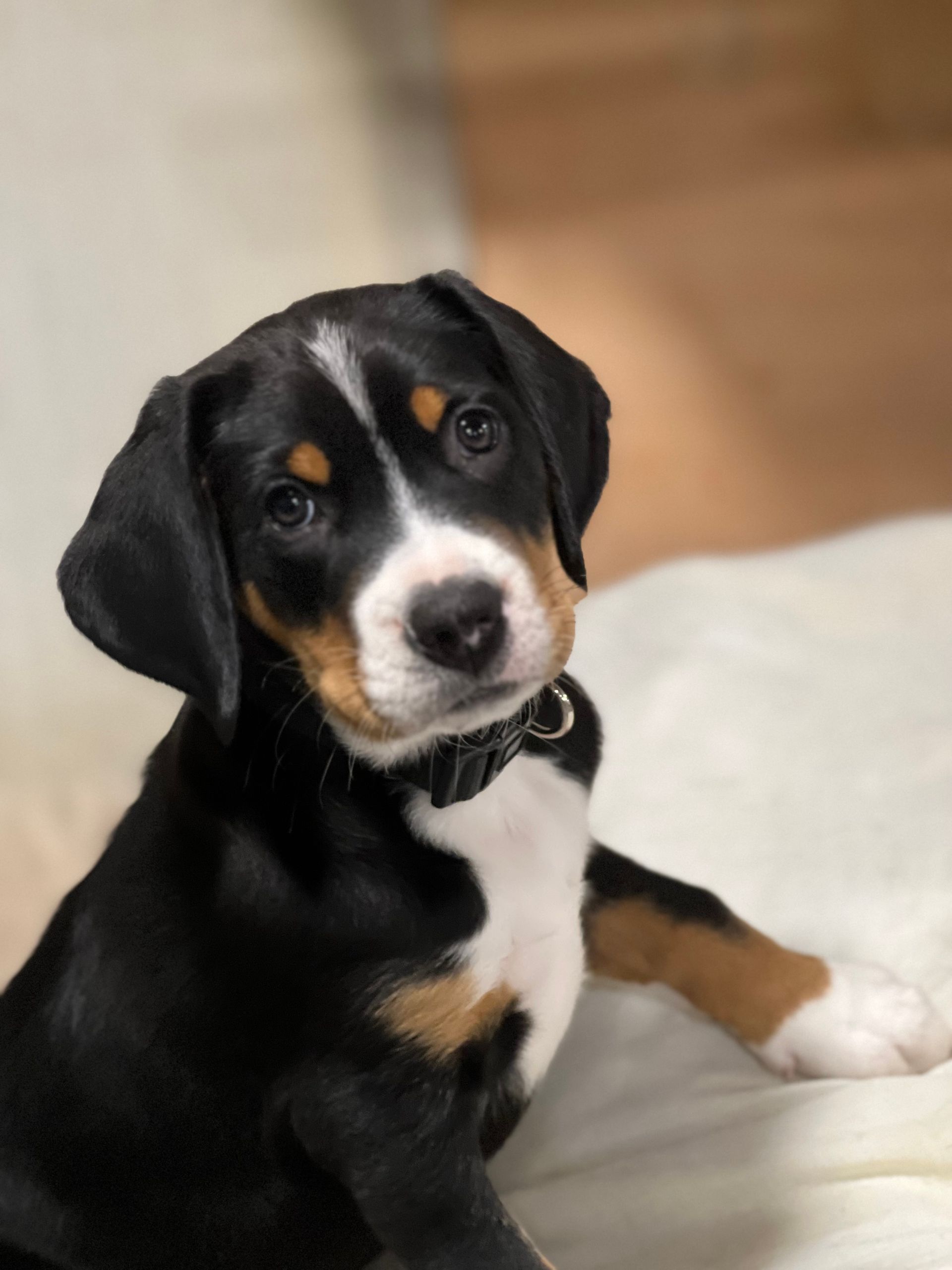 A tricolor Swiss Mountain Dog puppy with a white blaze on its forehead looks directly at the camera.
