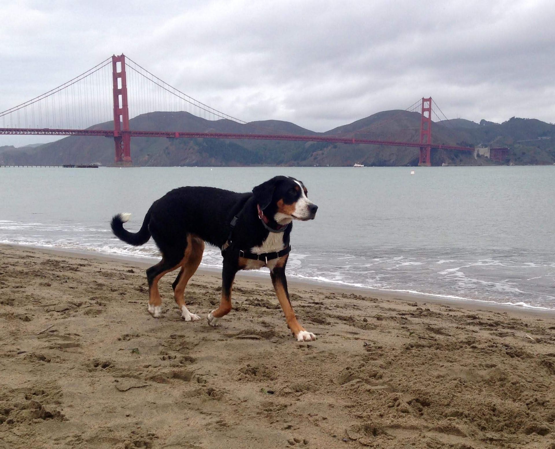 A tri-color Swiss Mountain Dog walks on a sandy beach in front of the Golden Gate Bridge under a cloudy sky.