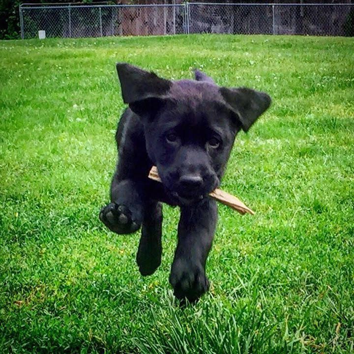 A black puppy runs through green grass holding a stick in its mouth, ears flopping as it moves toward the camera.