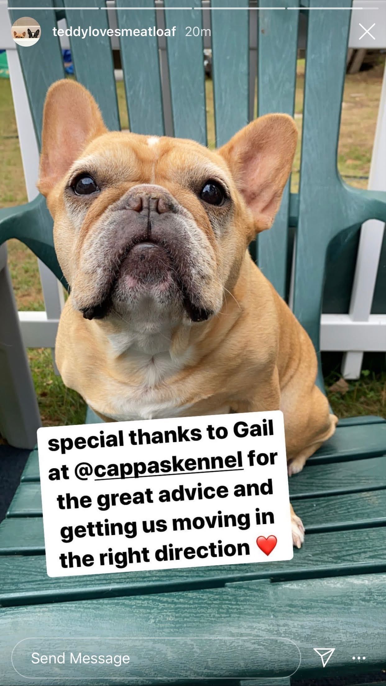 A light-brown French Bulldog sitting on a green outdoor chair, with a note thanking Gail at @cappaskennel for advice.
