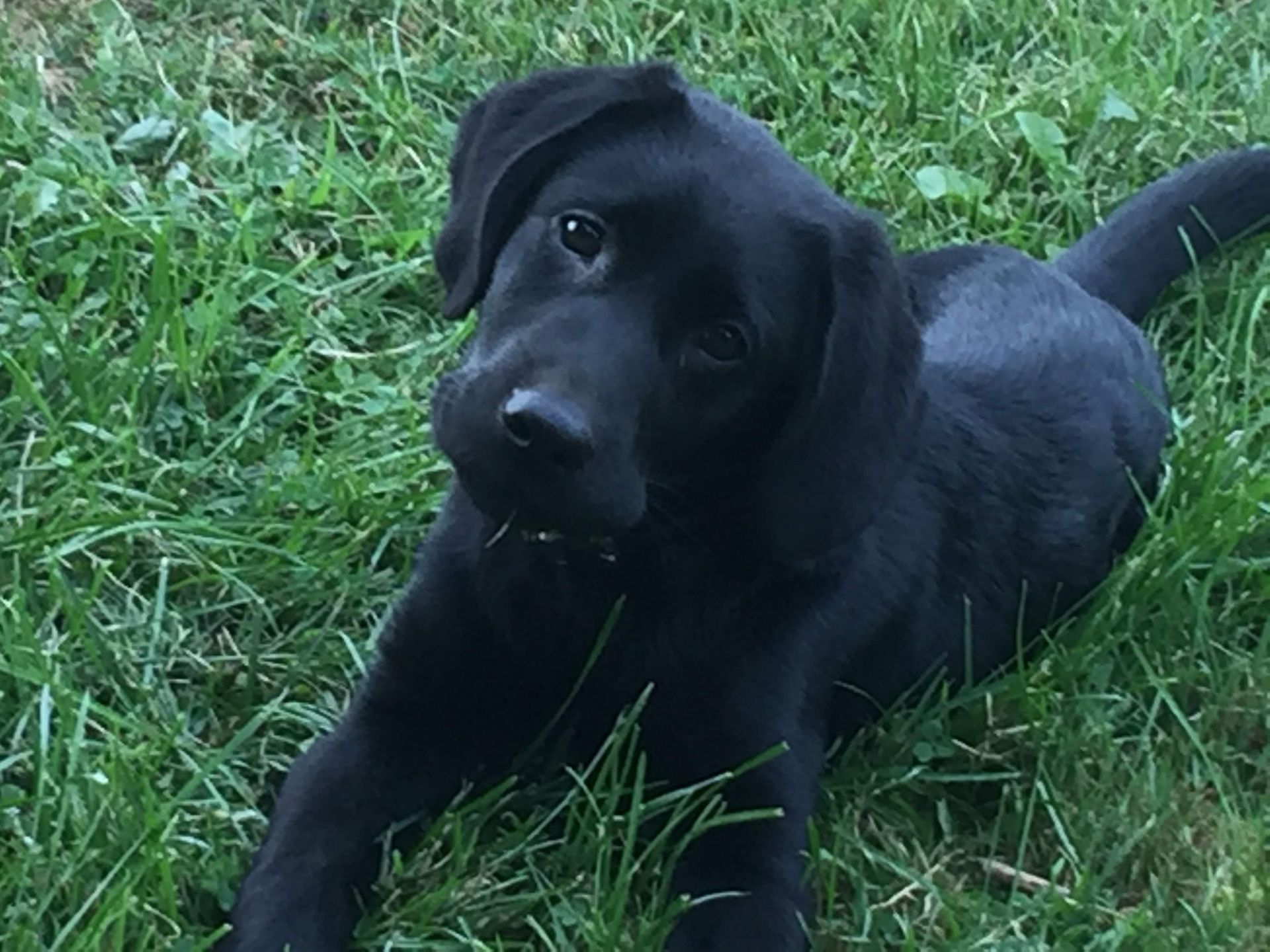 A black Labrador puppy with a curious expression lying in the green grass.