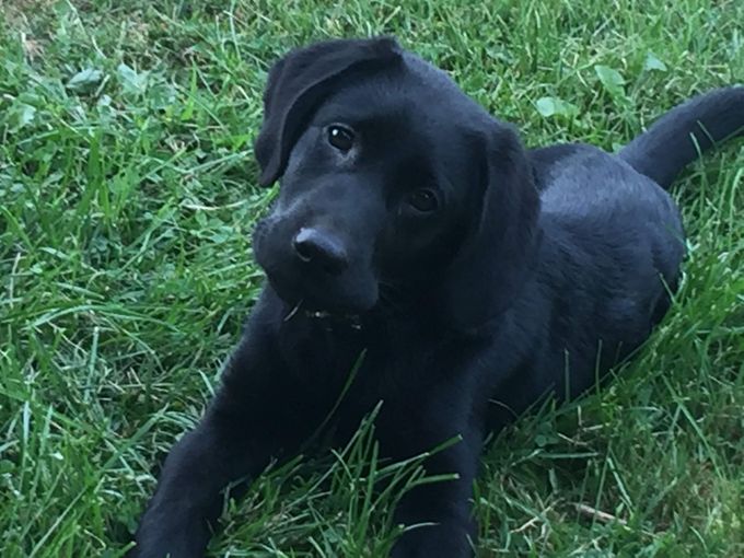 A black Labrador puppy with a curious expression lying in the green grass.