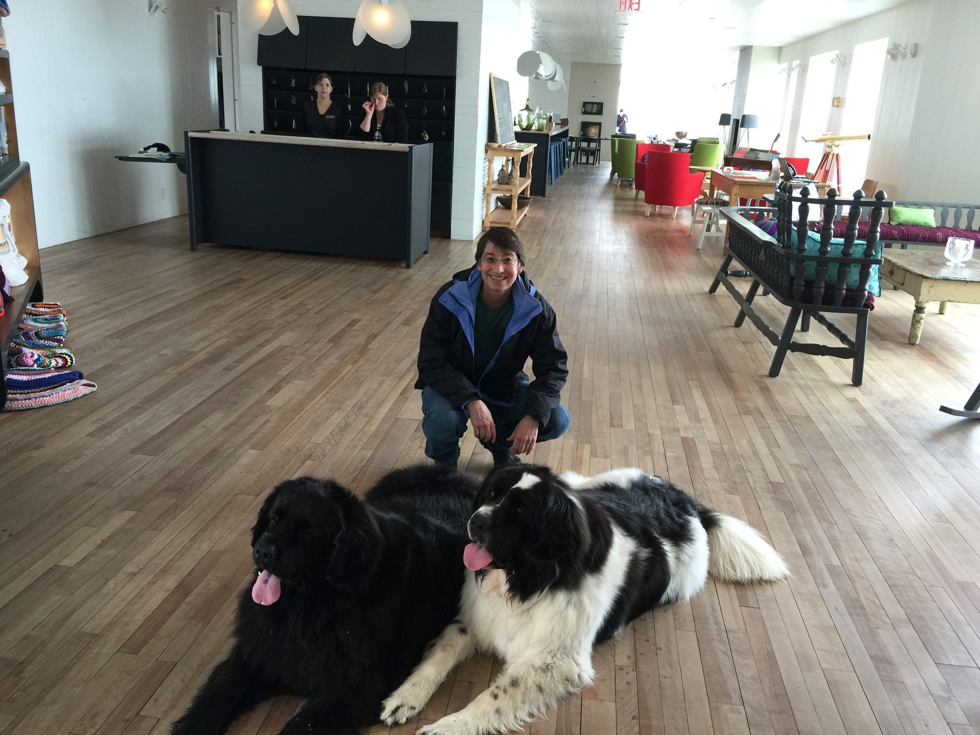 A person crouches on a wooden floor in a hotel lobby next to two large Newfoundland dogs, one black and one black and white.