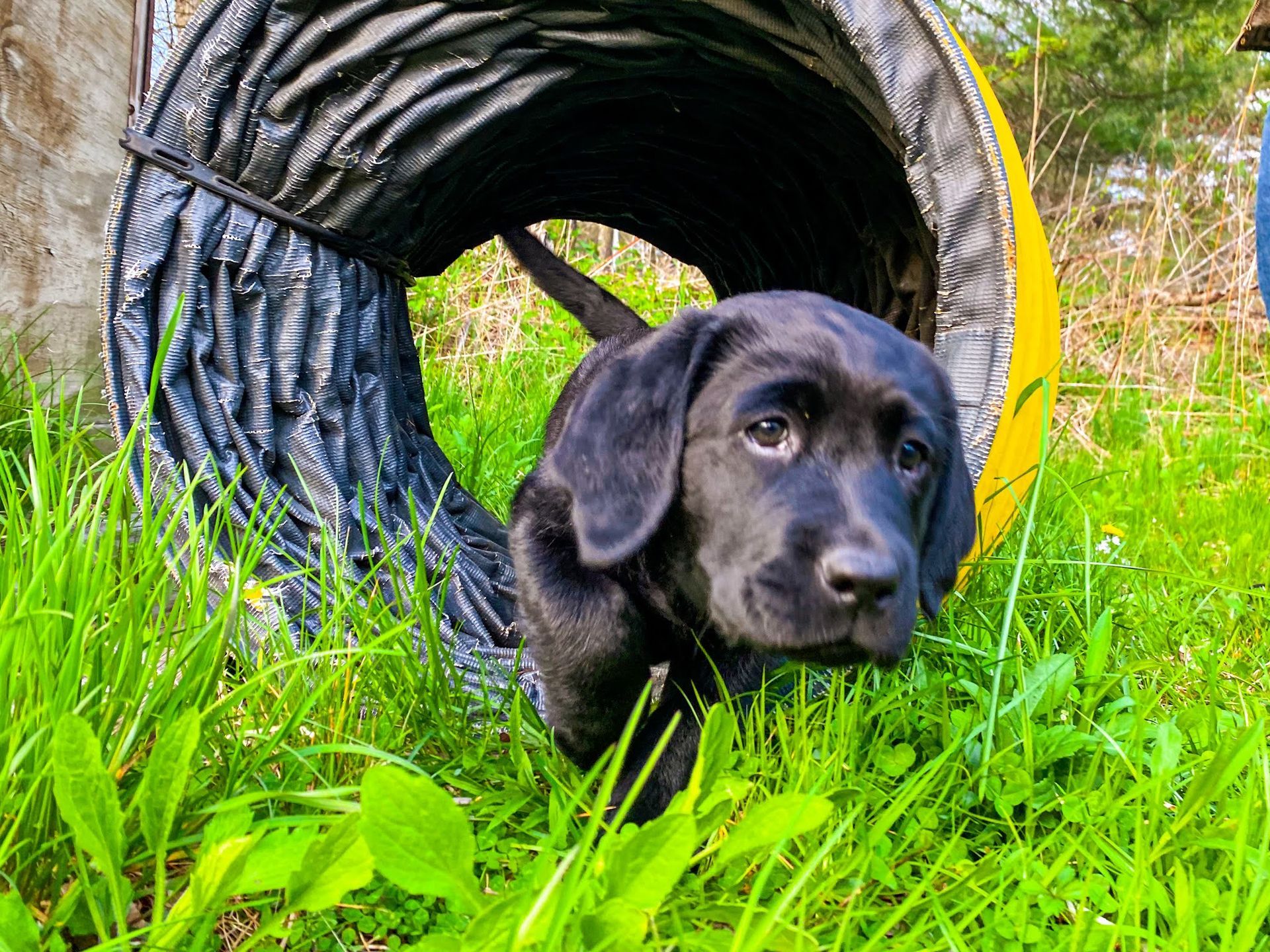A black Labrador puppy with a gentle expression emerges from a yellow and black collapsible agility tunnel in the grass.