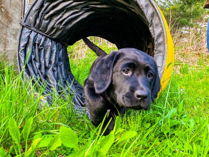 A black Labrador puppy with a gentle expression emerges from a yellow and black collapsible agility tunnel in the grass.
