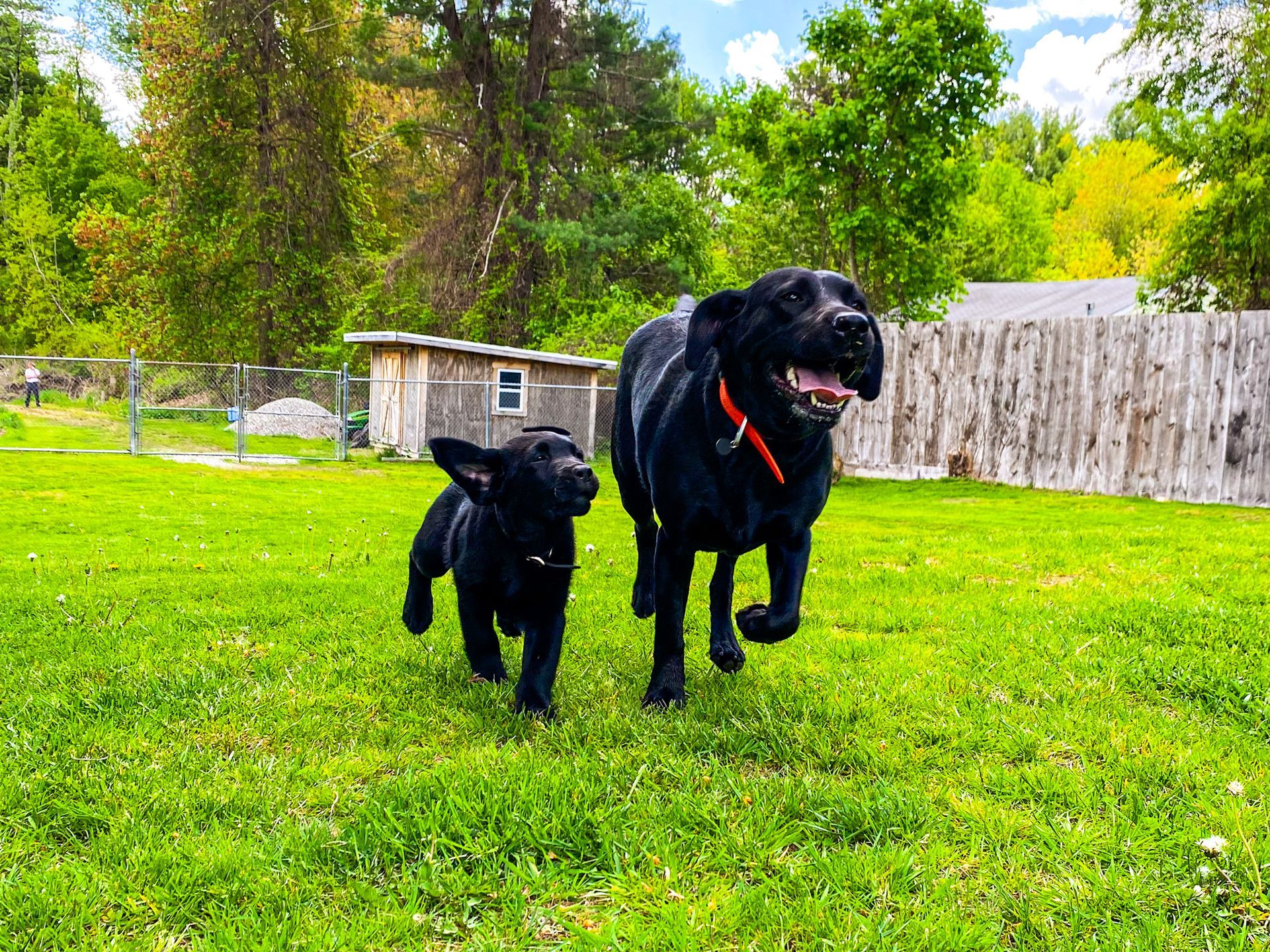 A small black puppy and a large black dog running together through a lush green yard on a sunny day.