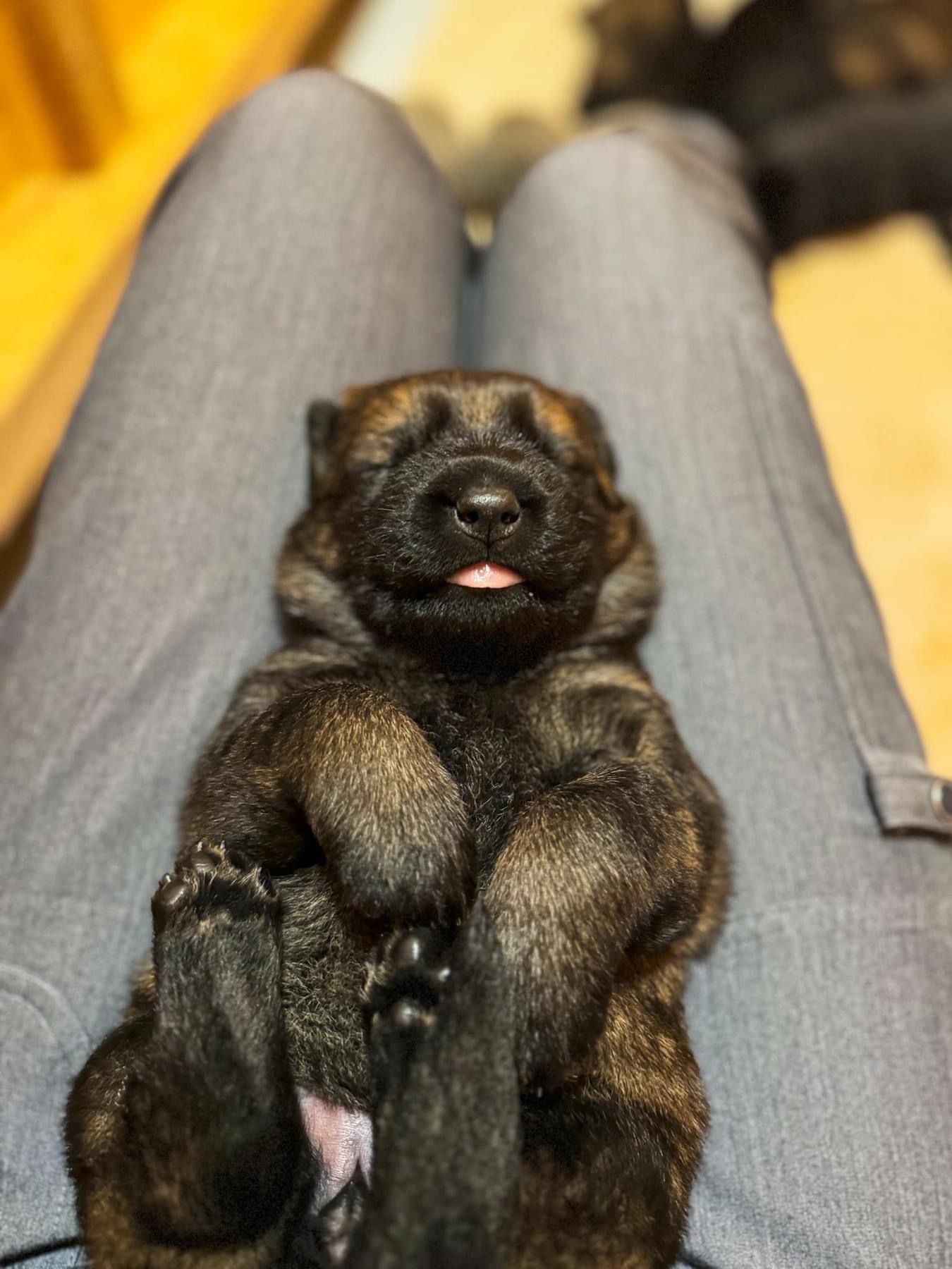 A sleeping dark-furred puppy lying on its back between a person's legs, with its tiny tongue poking out.