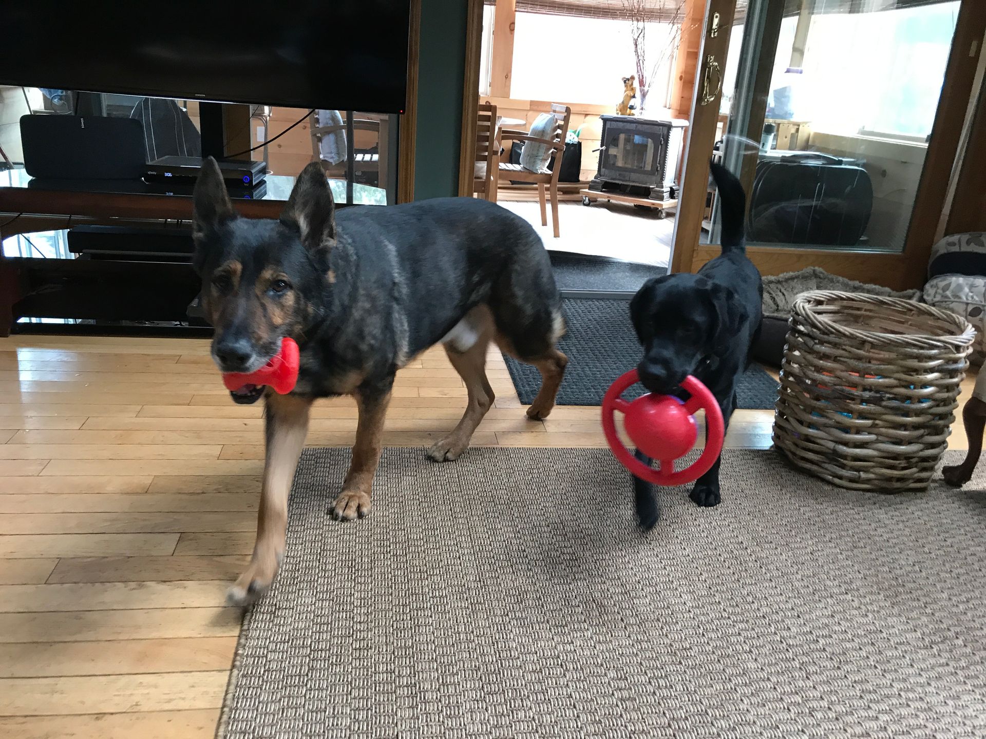 A German Shepherd and a black dog walking across a rug, each carrying a red toy in their mouth in a home setting.
