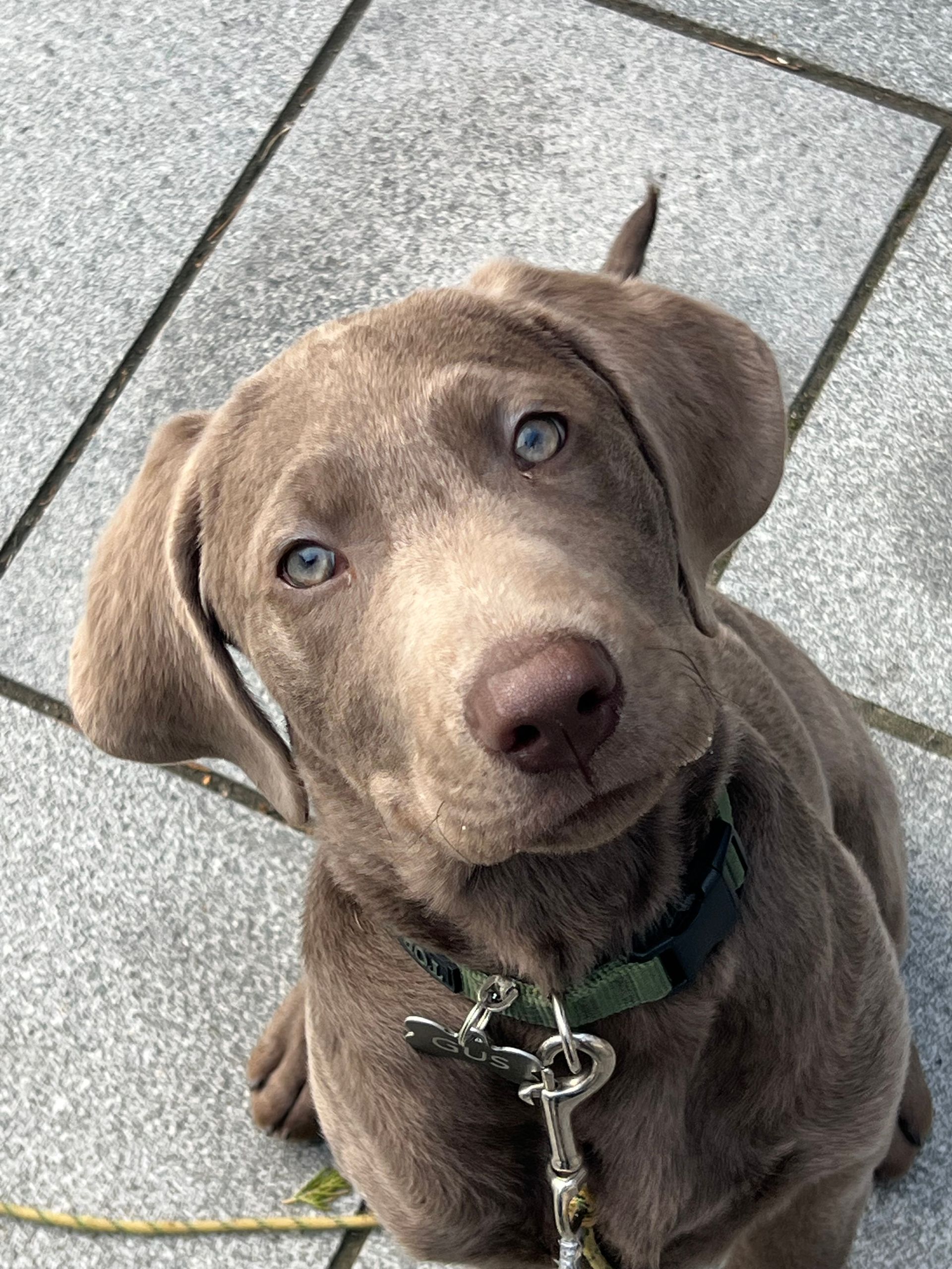 A puppy with a silver-brown coat and light blue eyes looking up while wearing a green collar on a paved surface.