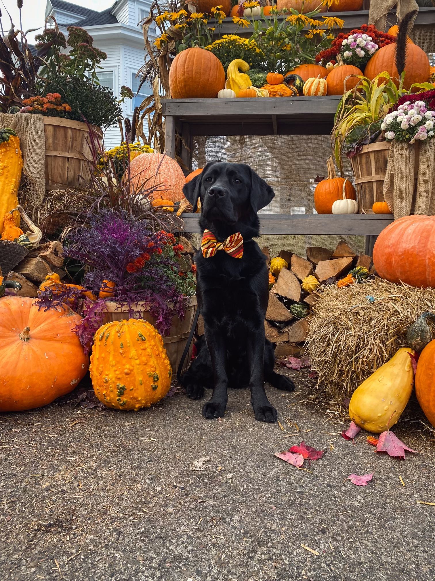 A black Labrador wearing a fall-patterned bowtie sits surrounded by pumpkins, gourds, and autumn decor outdoors.