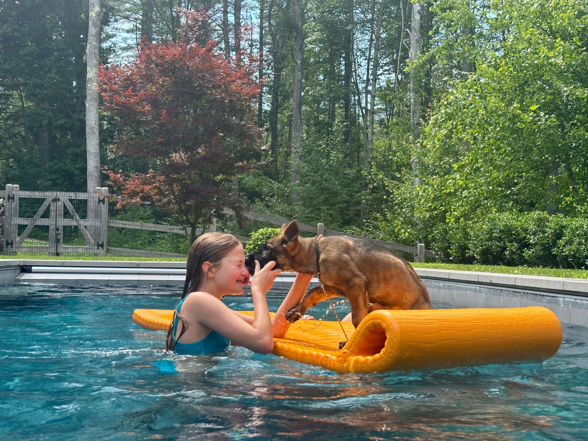 A person interacts with a brown puppy balancing on a bright orange foam pool float in an outdoor swimming pool.