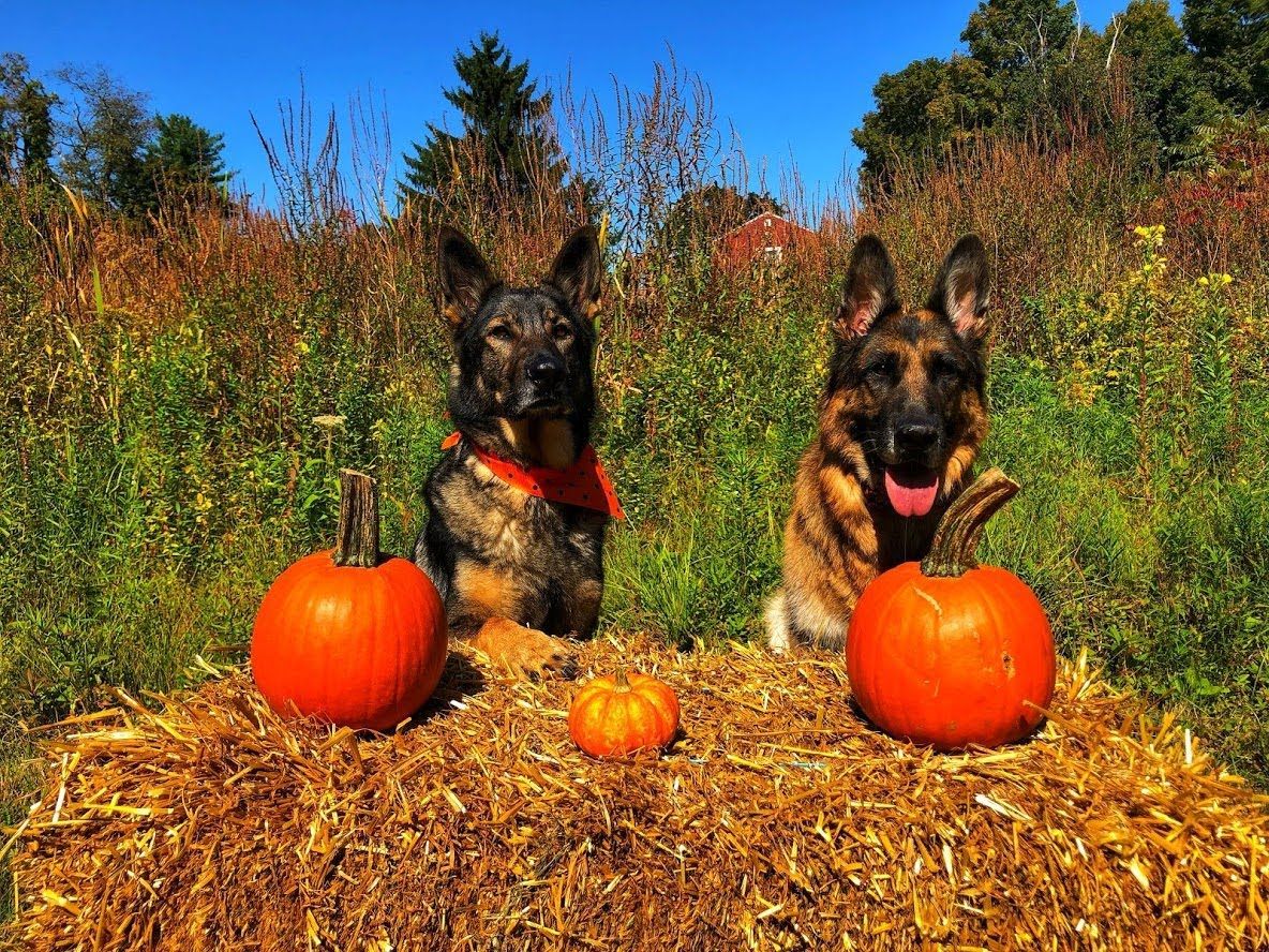Two German Shepherds sit on a hay bale outdoors with two large pumpkins and one small pumpkin in a sunny, autumn field.