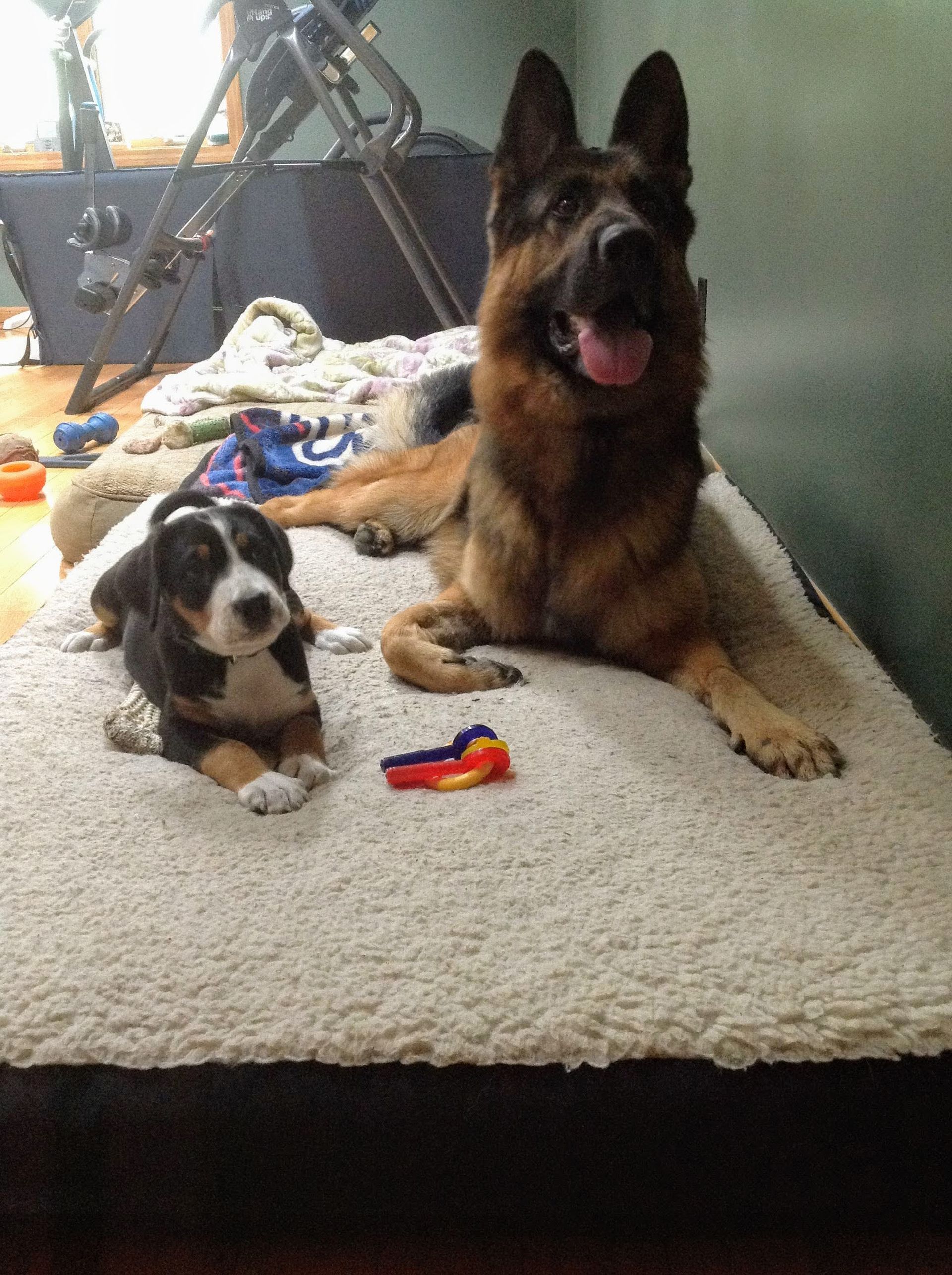 A German Shepherd and a puppy resting on a plush white dog bed with a colorful toy between them.
