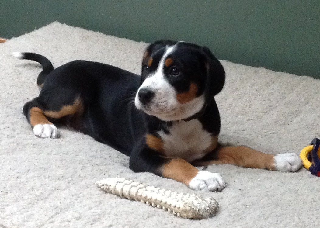 A tricolor Greater Swiss Mountain Dog puppy lying on a carpet with a chew toy.