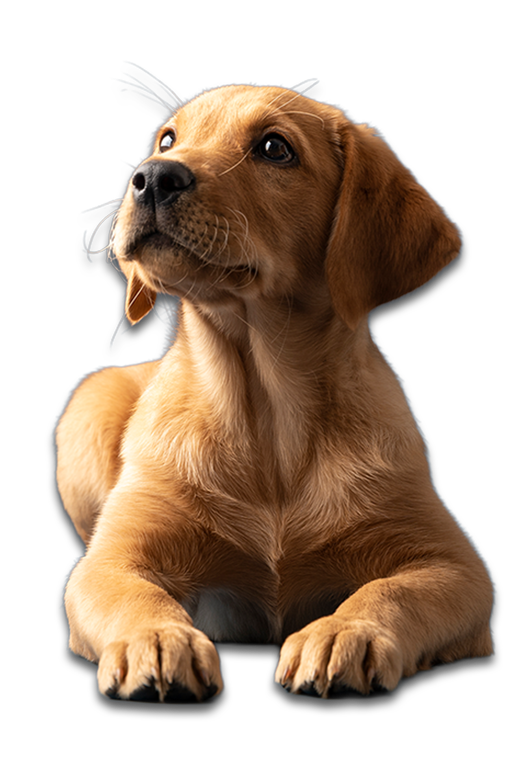 A golden-colored puppy lying down against a white background, looking upward with a curious expression.