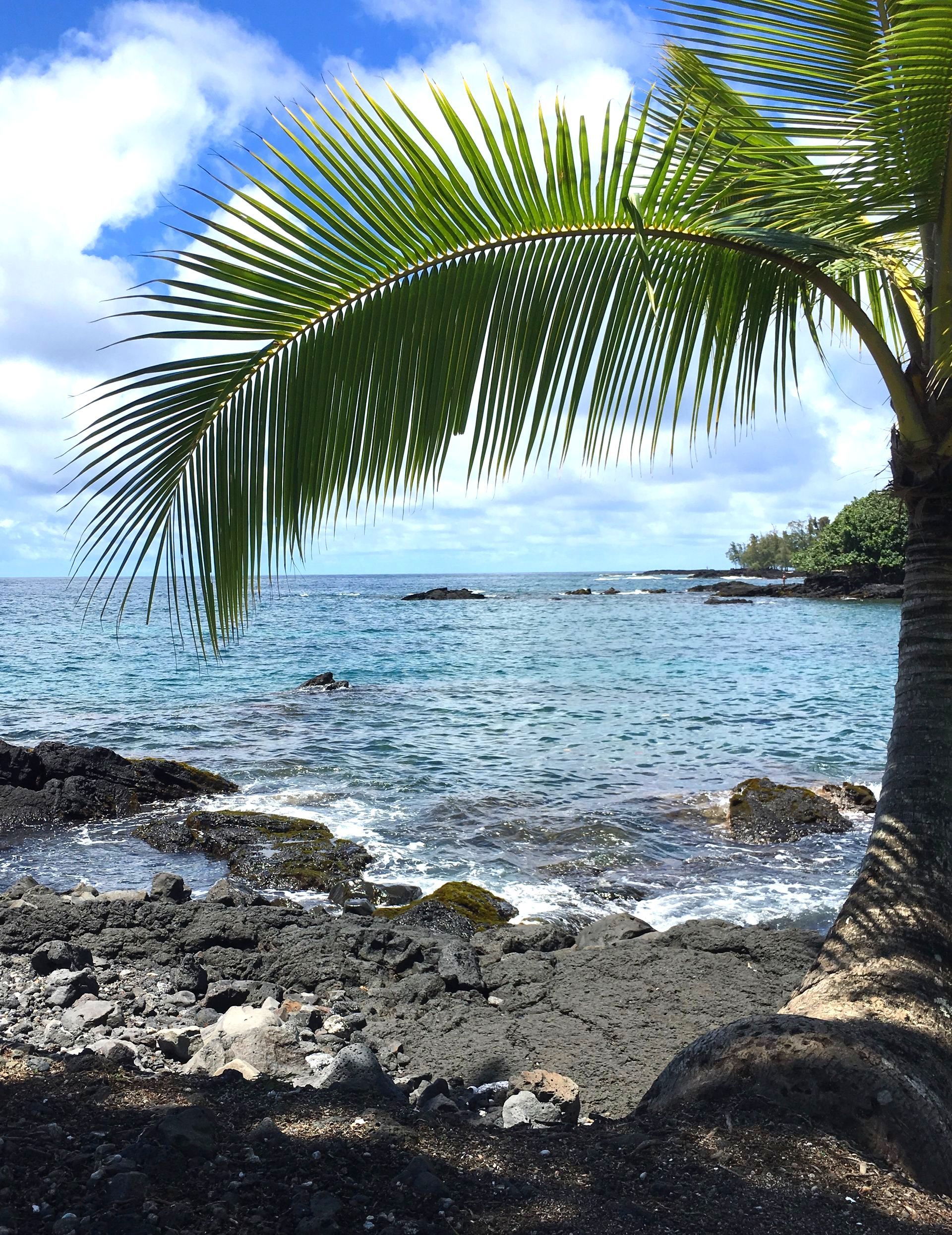 A palm tree on a rocky beach overlooking the ocean.