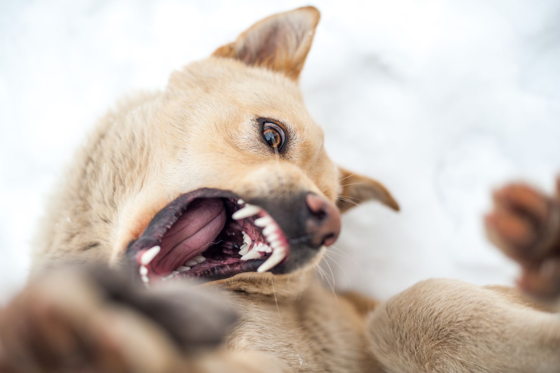 Tan dog rolling in snow, mouth open in a playful expression, teeth visible.