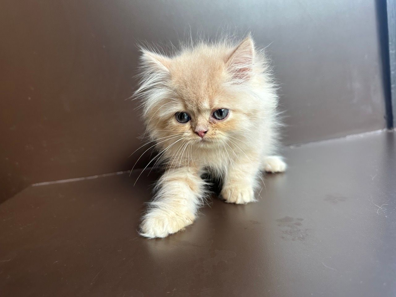 persian kittens for sale new york