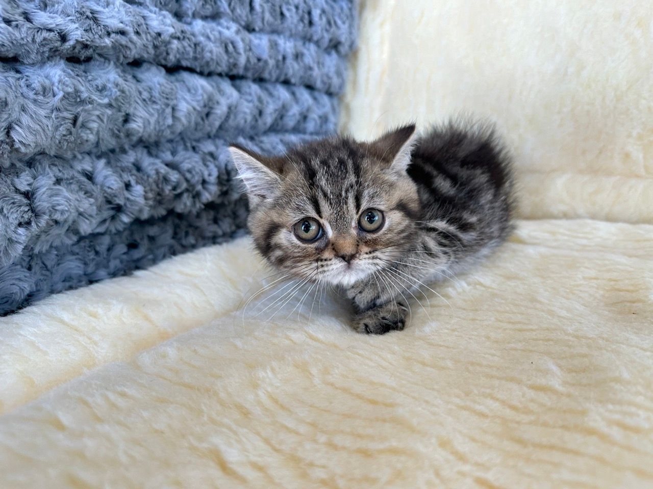 exotic shorthair kittens for sale new york