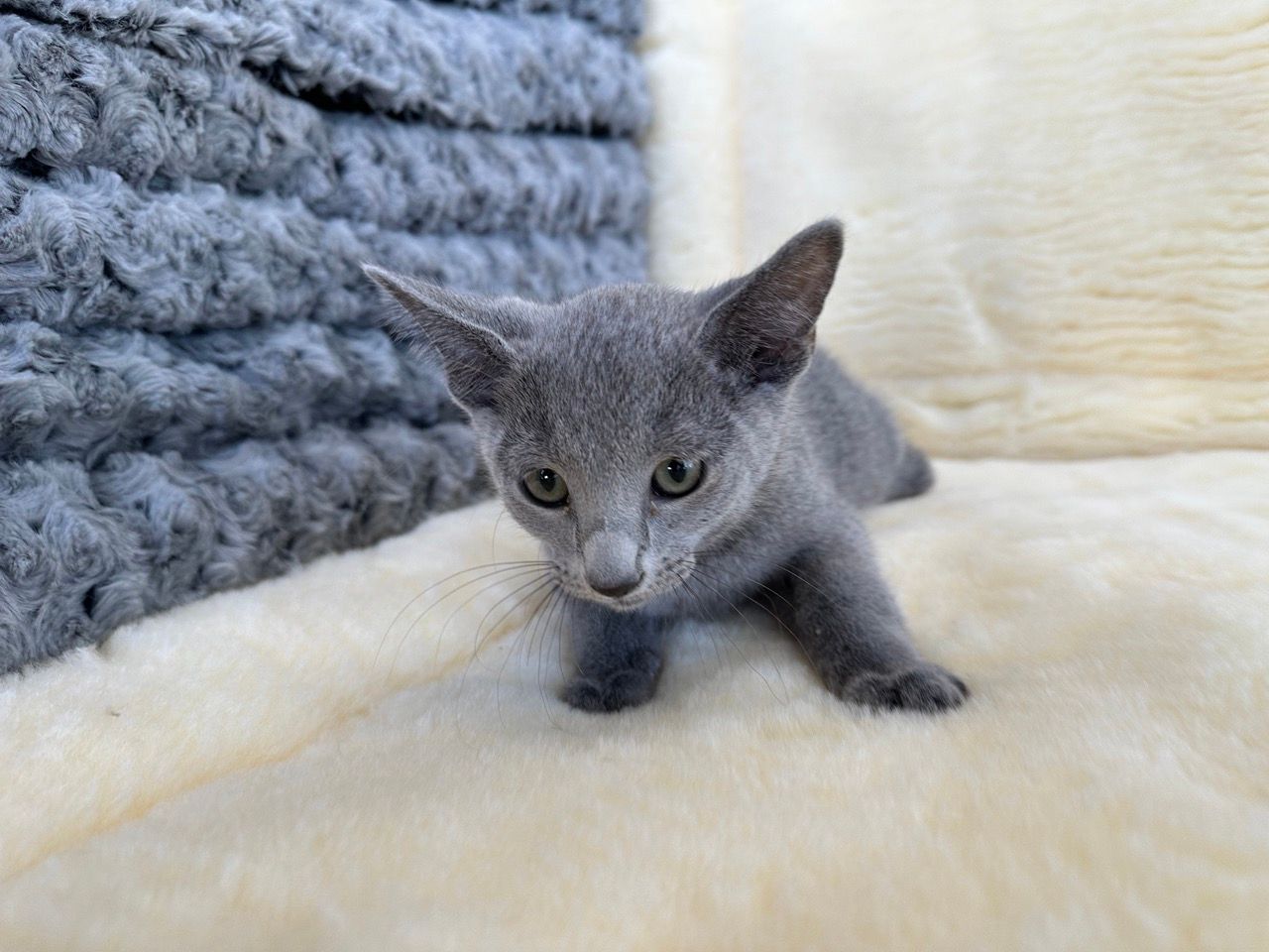 Russian blue kittens for sale new york