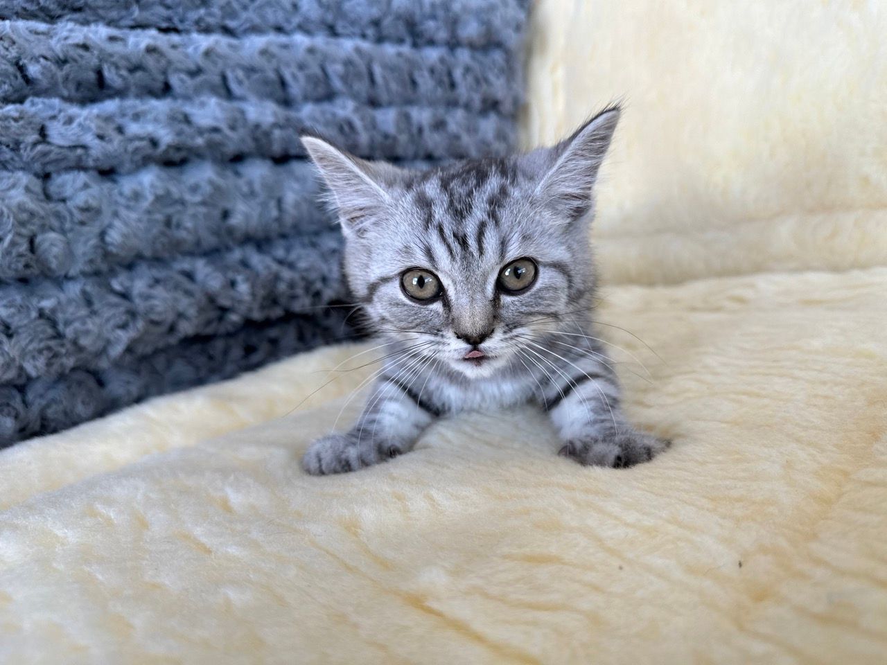 British shorthair kittens for sale new york