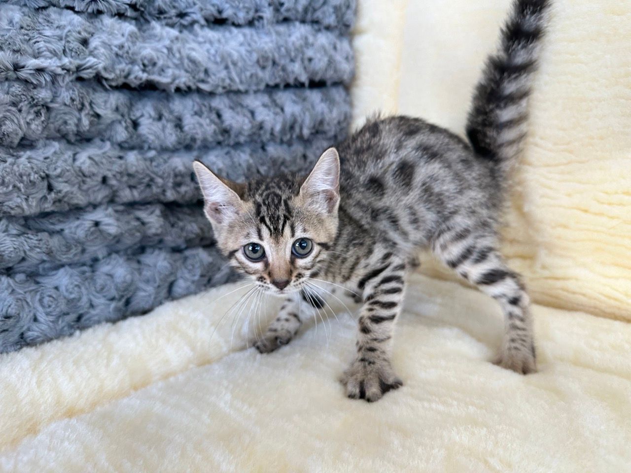 bengal kittens for sale new york