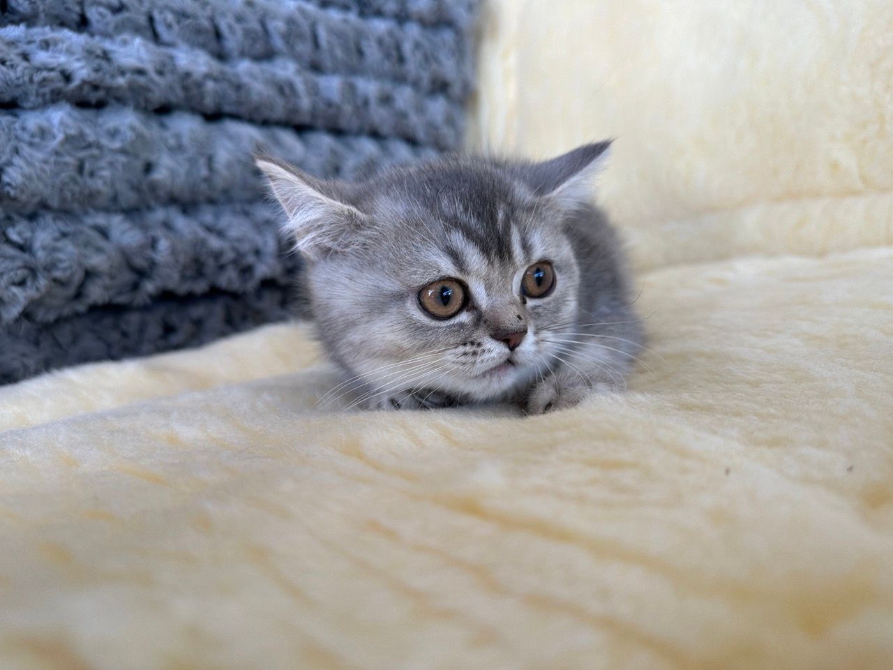 British shorthair kittens for sale new york