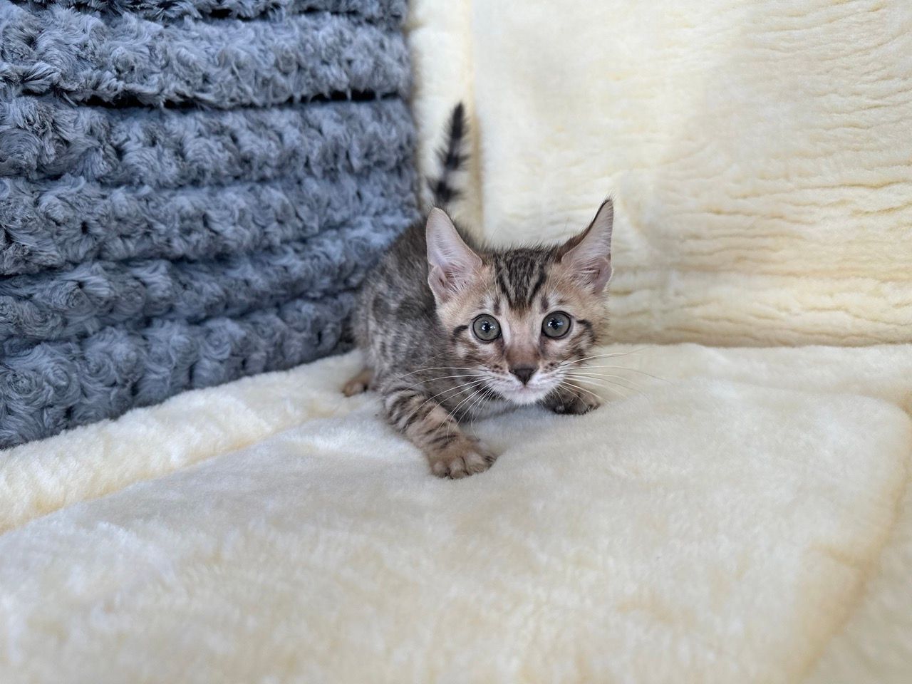 bengal kittens for sale new york