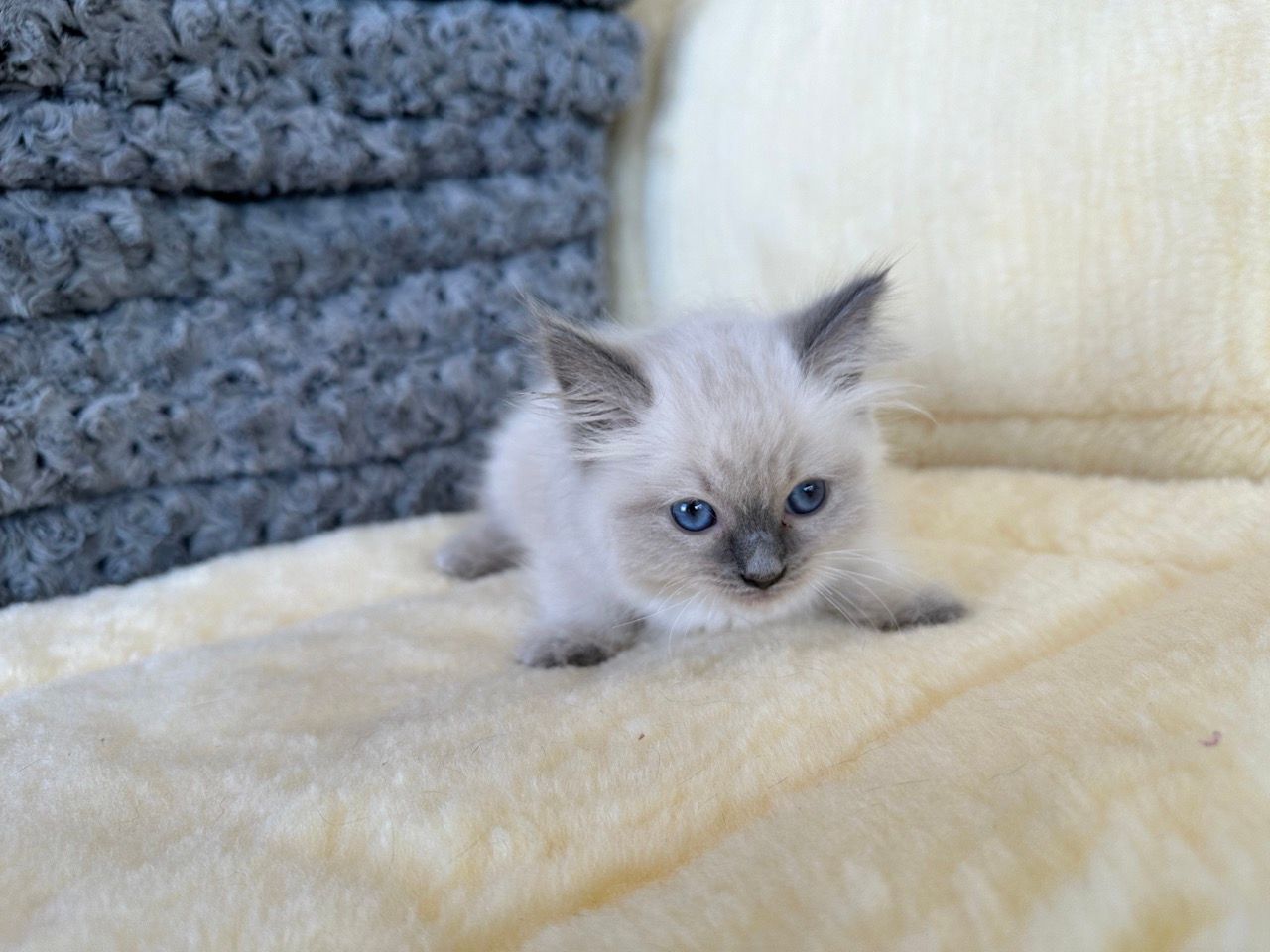 ragdoll kittens for sale new york