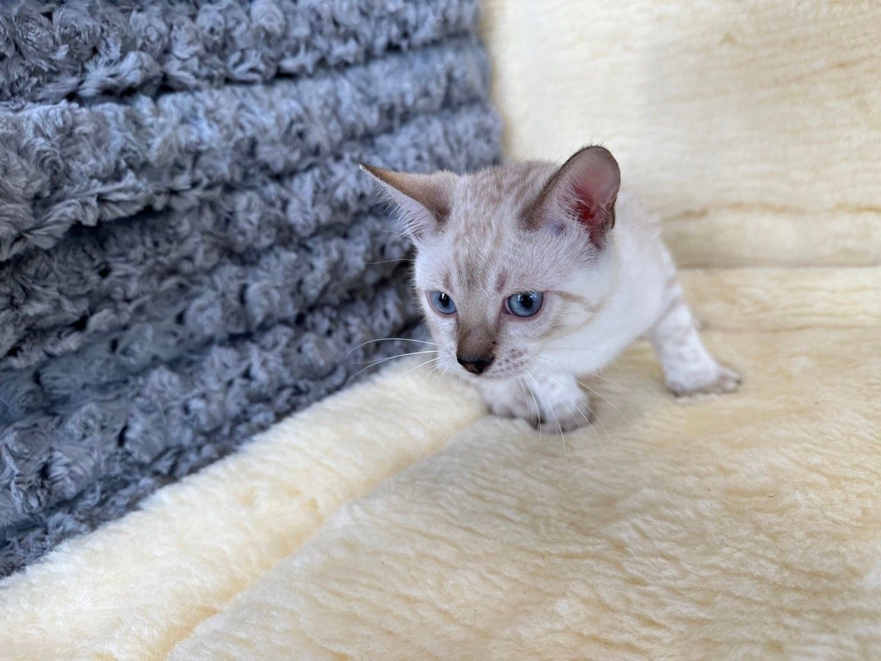 snow bengal kittens for sale new york