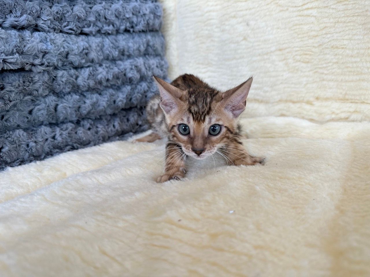 bengal kittens for sale new york