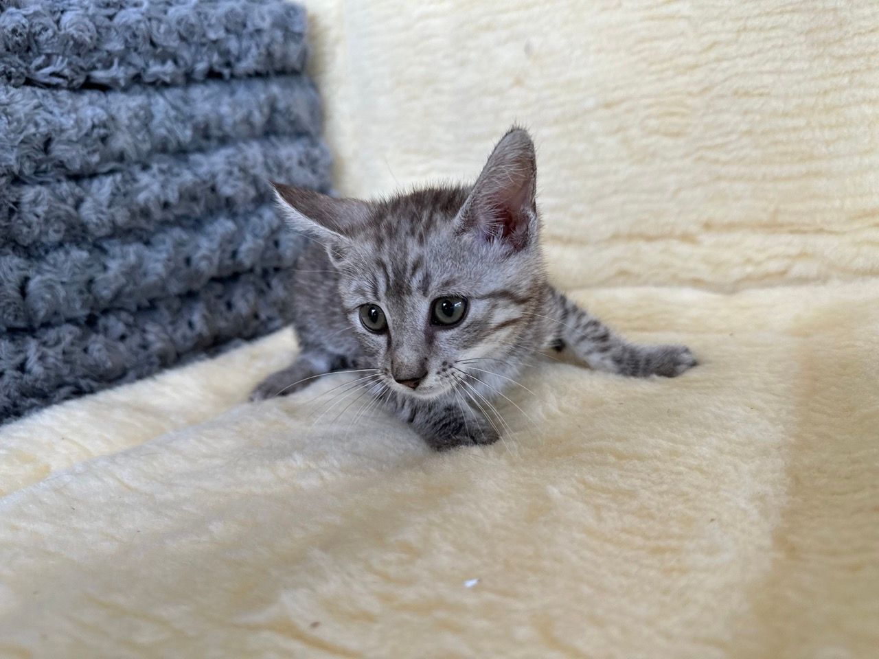 Egyptian mau kittens for sale new york