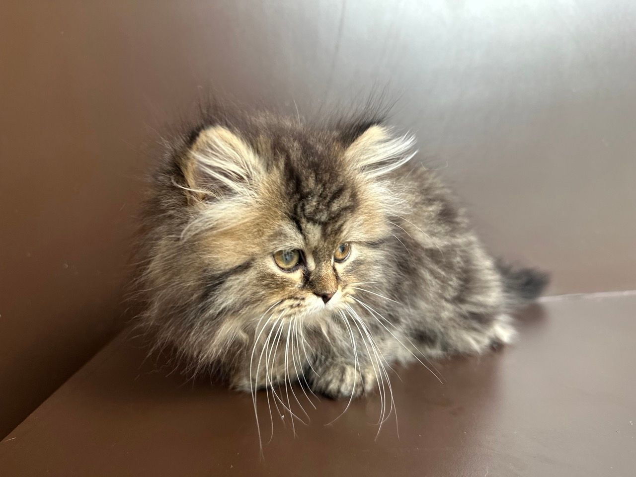 persian kittens for sale new york