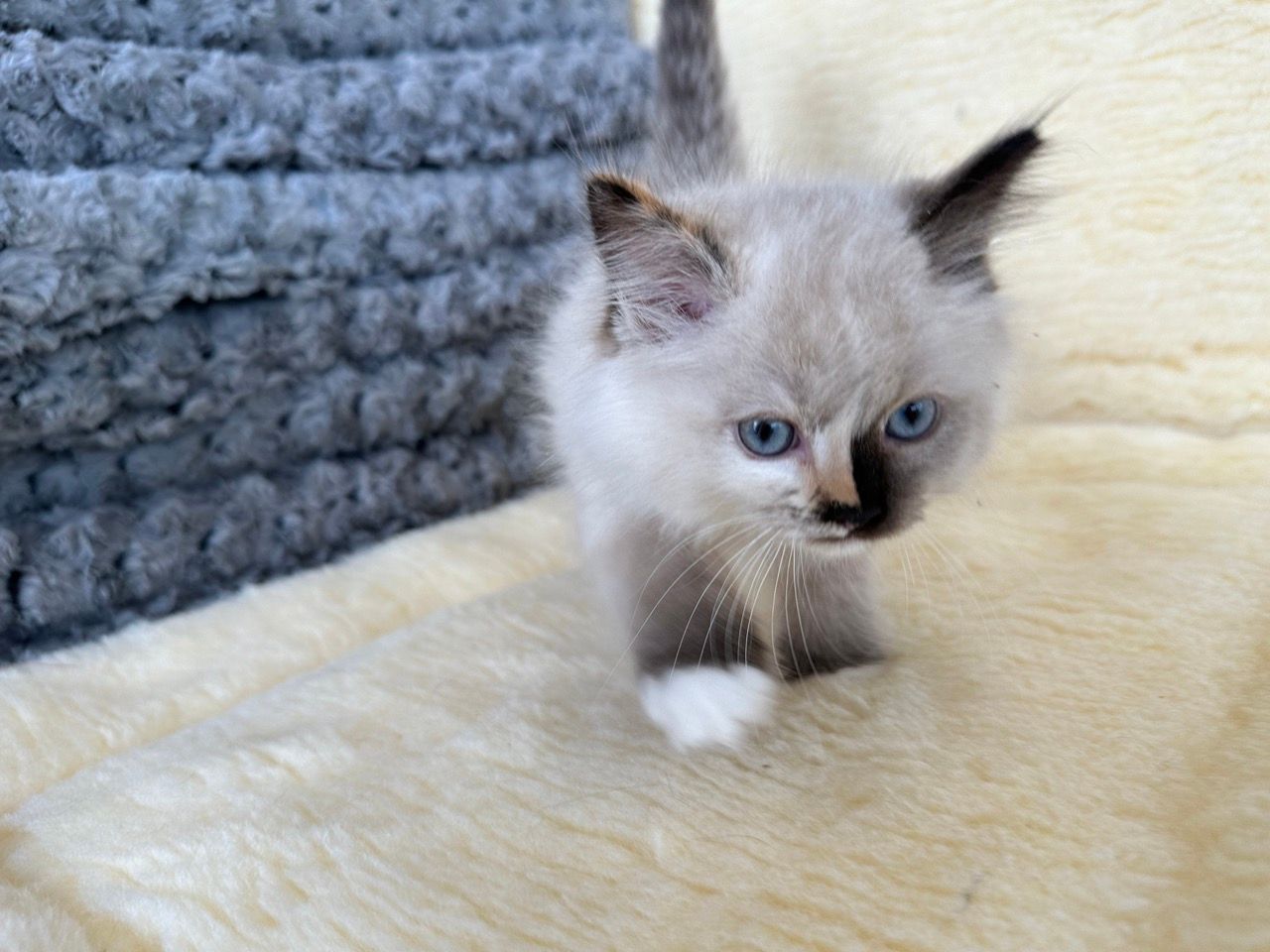 ragdoll kittens for sale new york
