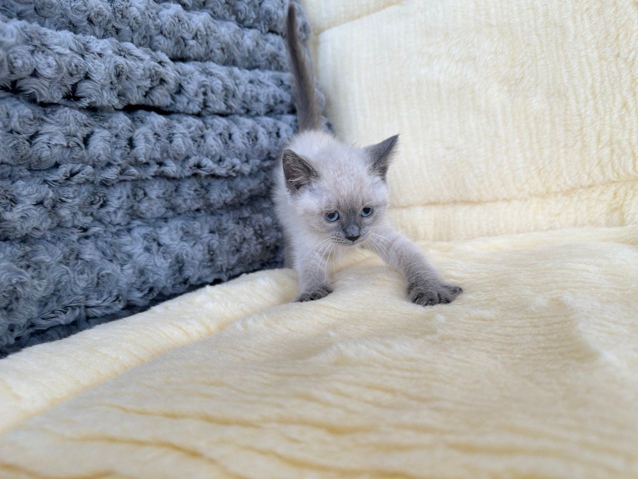 Siamese kittens for sale new york