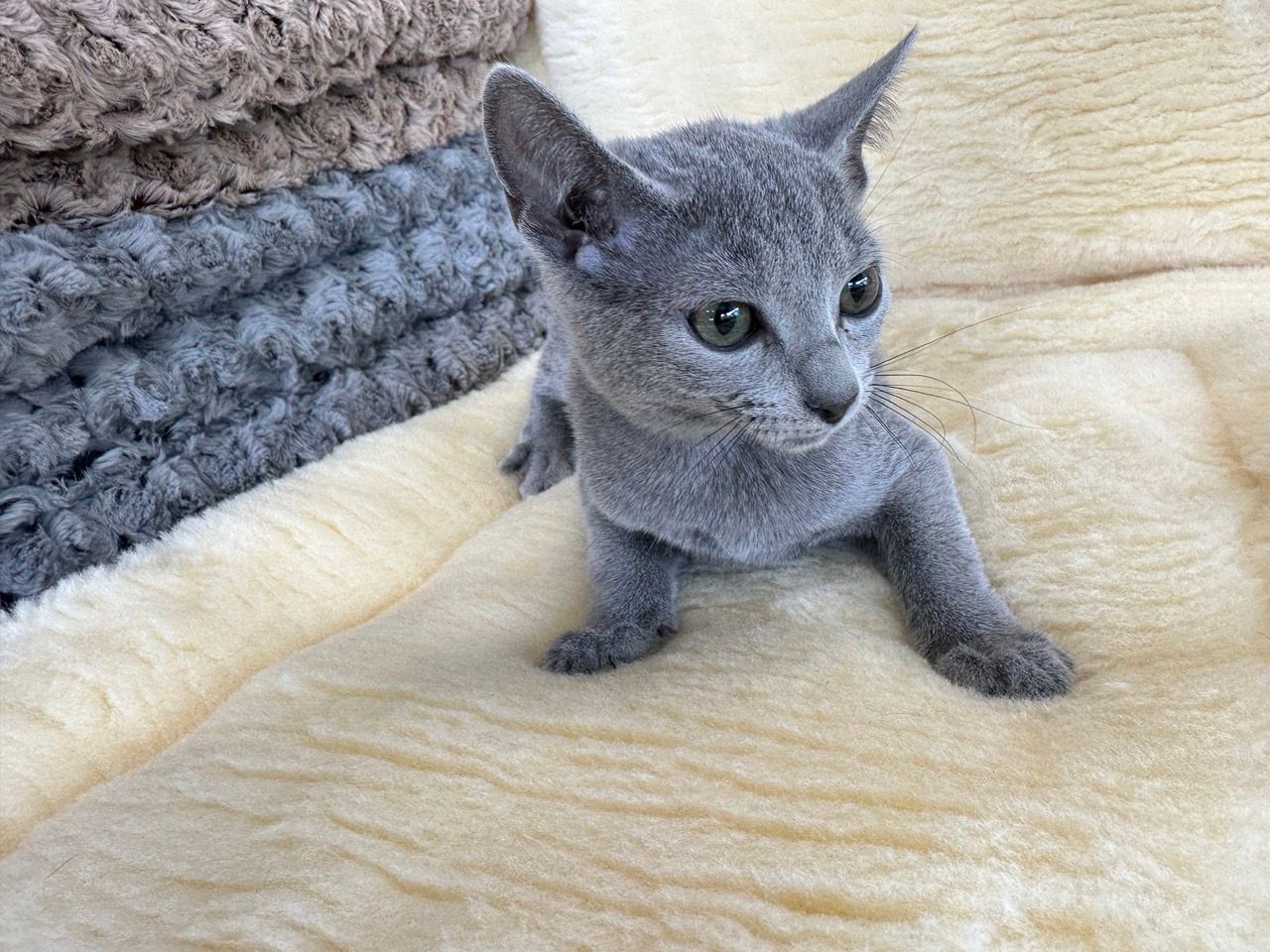 Russian blue kittens for sale new york