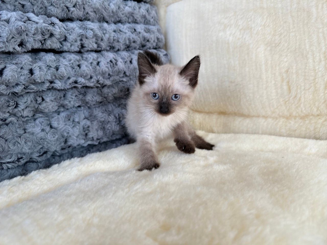siamese kittens for sale new york