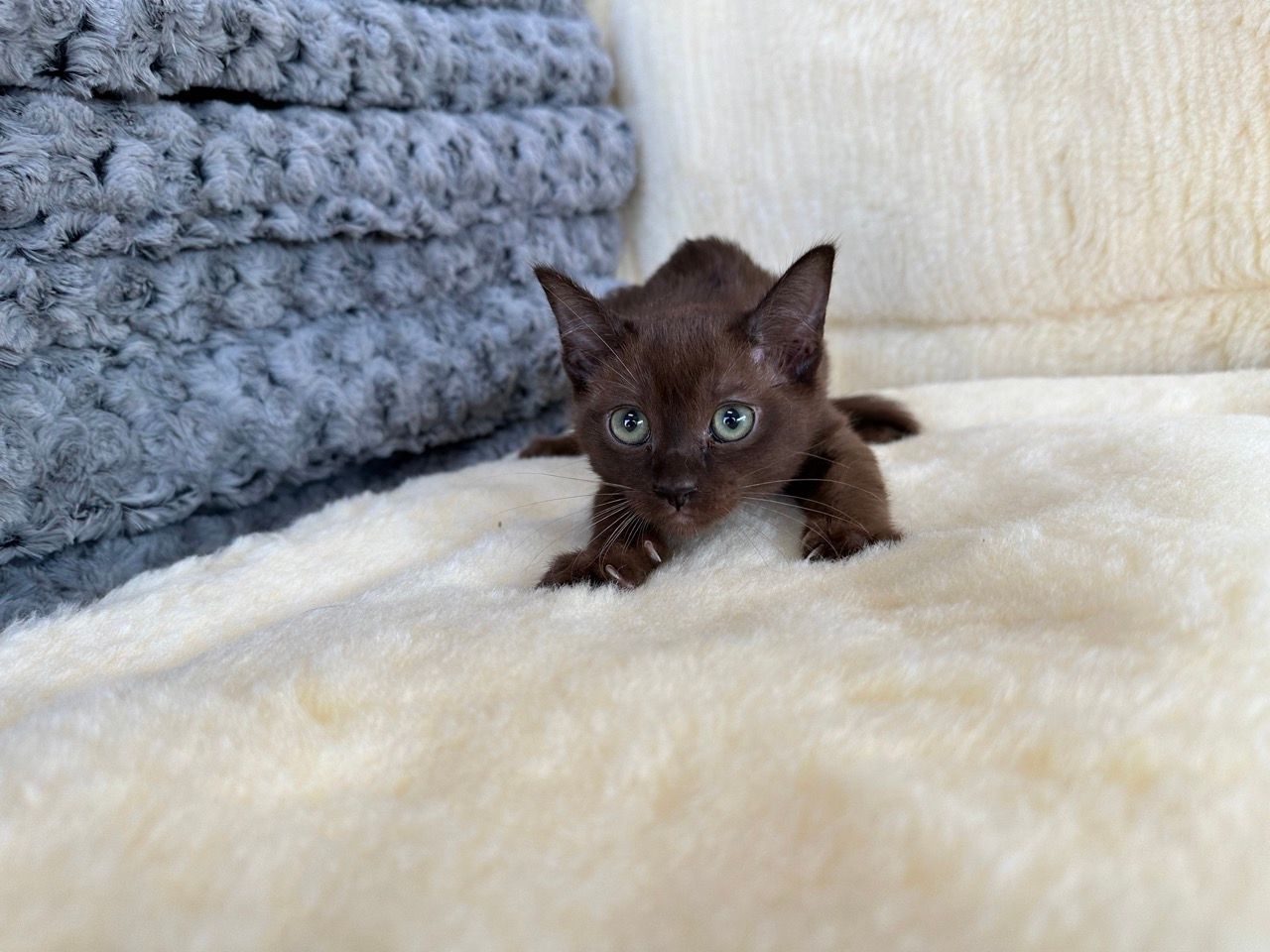 Burmese kittens for sale new york