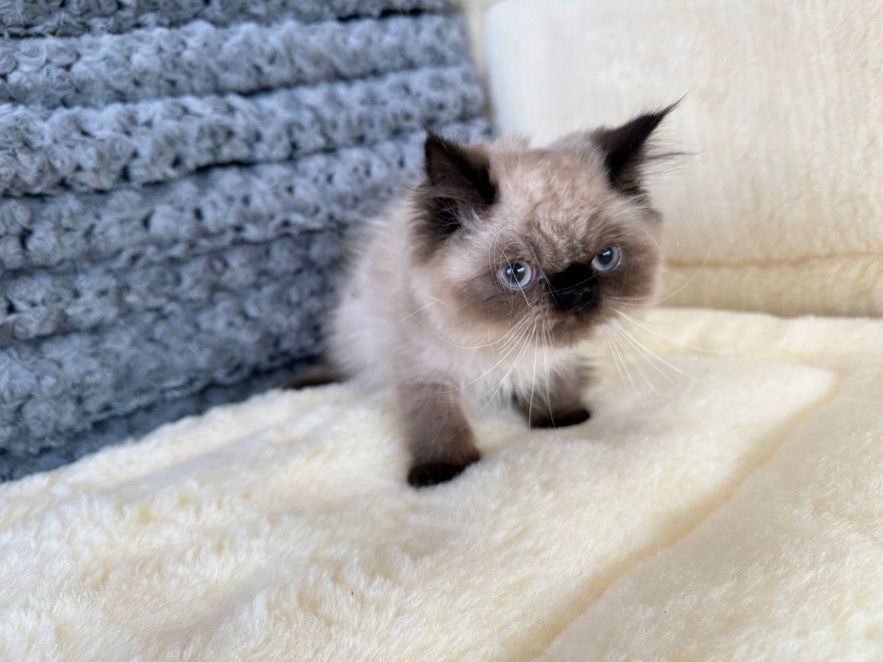 himalayan kittens for sale new york