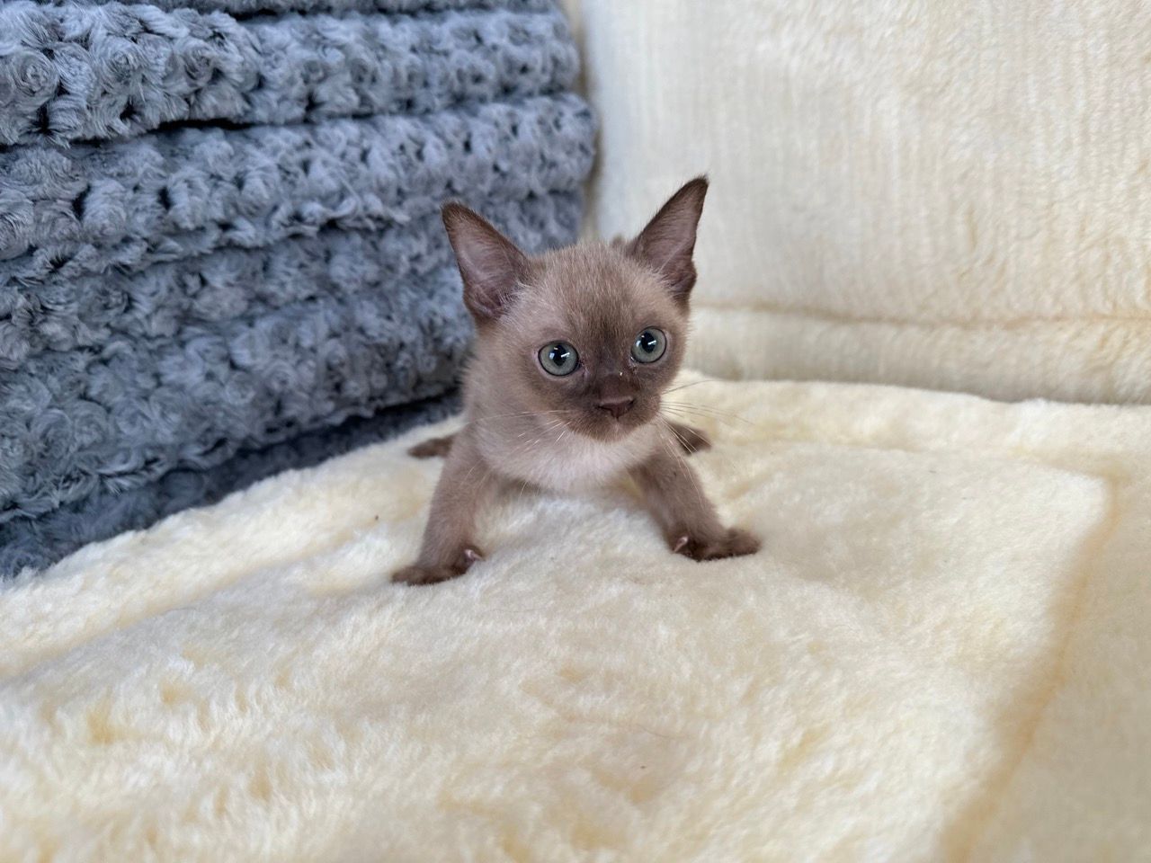 burmese kittens for sale new york