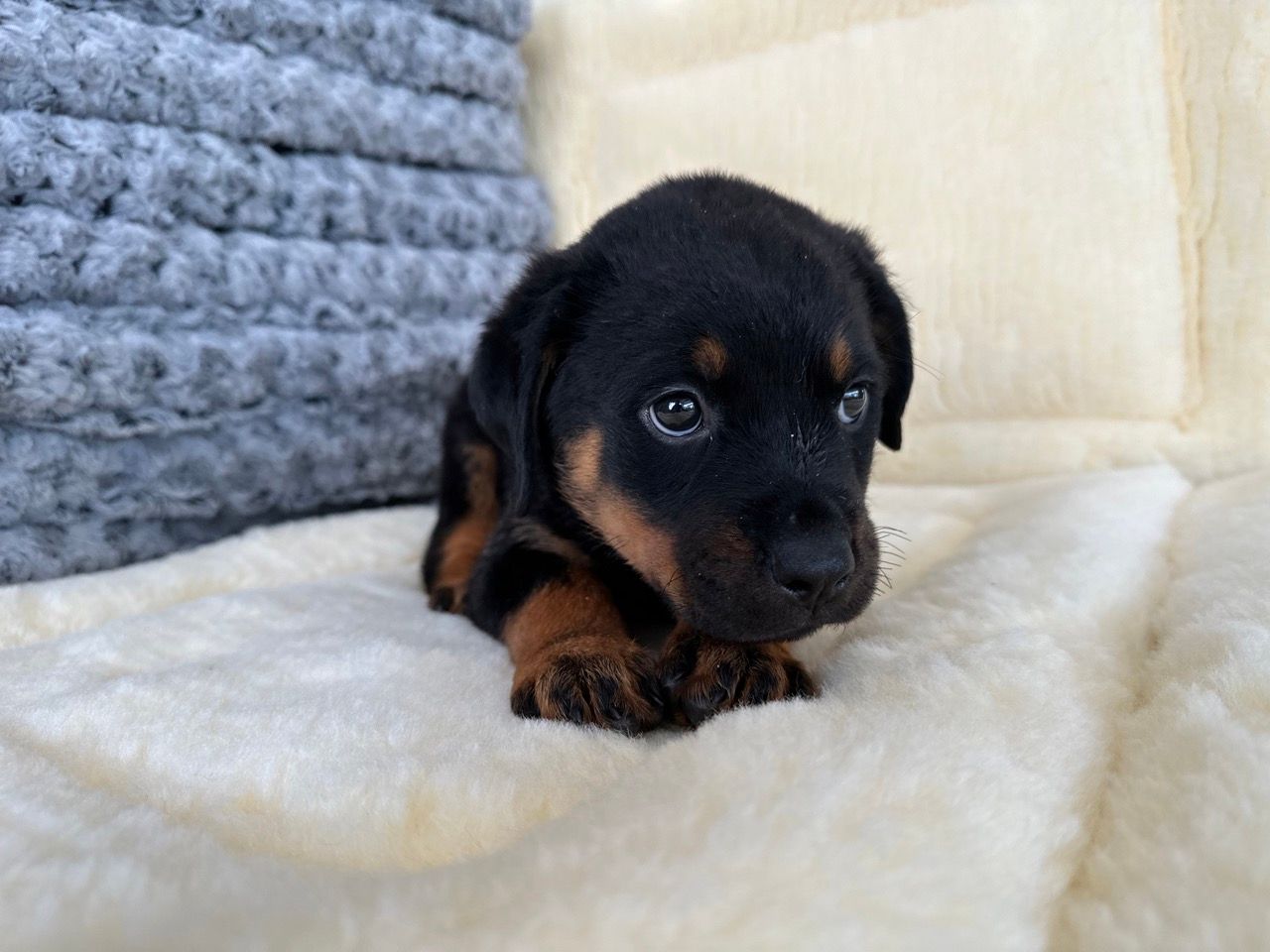 rottweiler puppies for sale New York