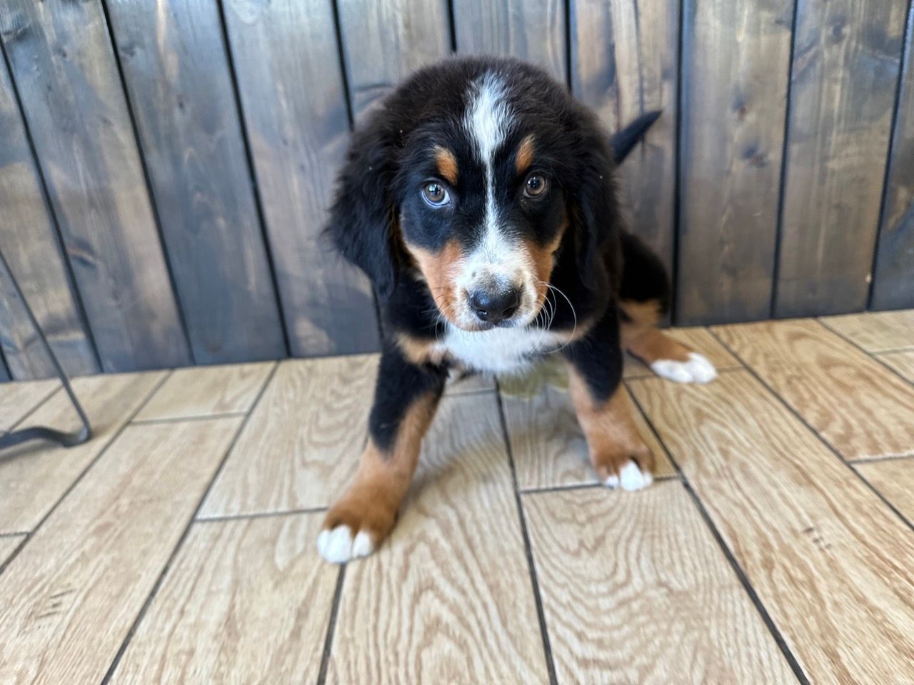 Bernese mountain puppies for sale New York