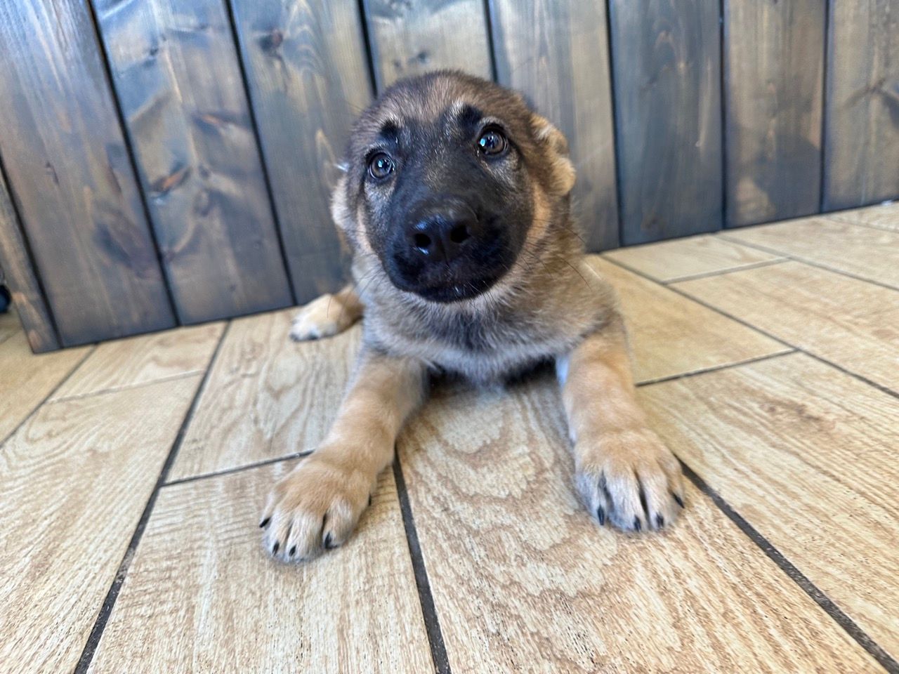 German shepherd puppies for sale New York