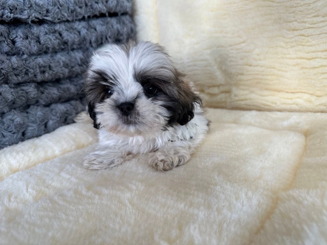 shih tzu puppies for sale New York